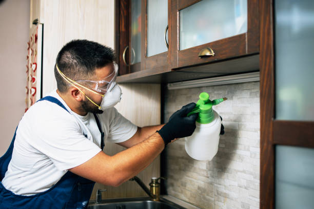 Best Insect Control  in Pingree Grove, IL