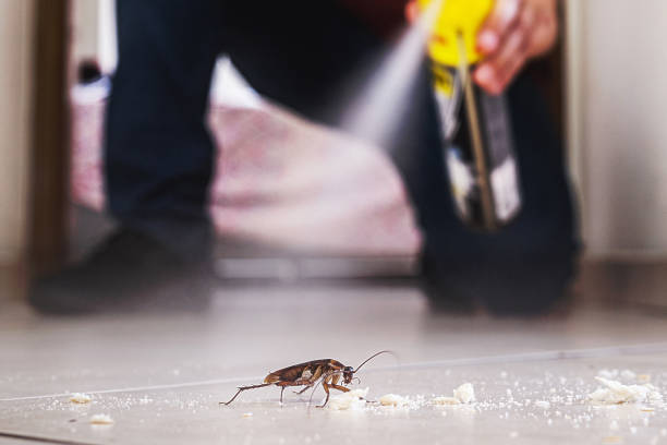 Best Flea Control Services  in Pingree Grove, IL