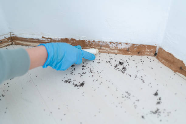 Best Termite Control Services  in Pingree Grove, IL